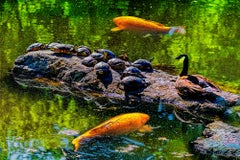 Duck, Schildkröten und goldene Fische in Central Park Teich, der in der Sonne schwimmt