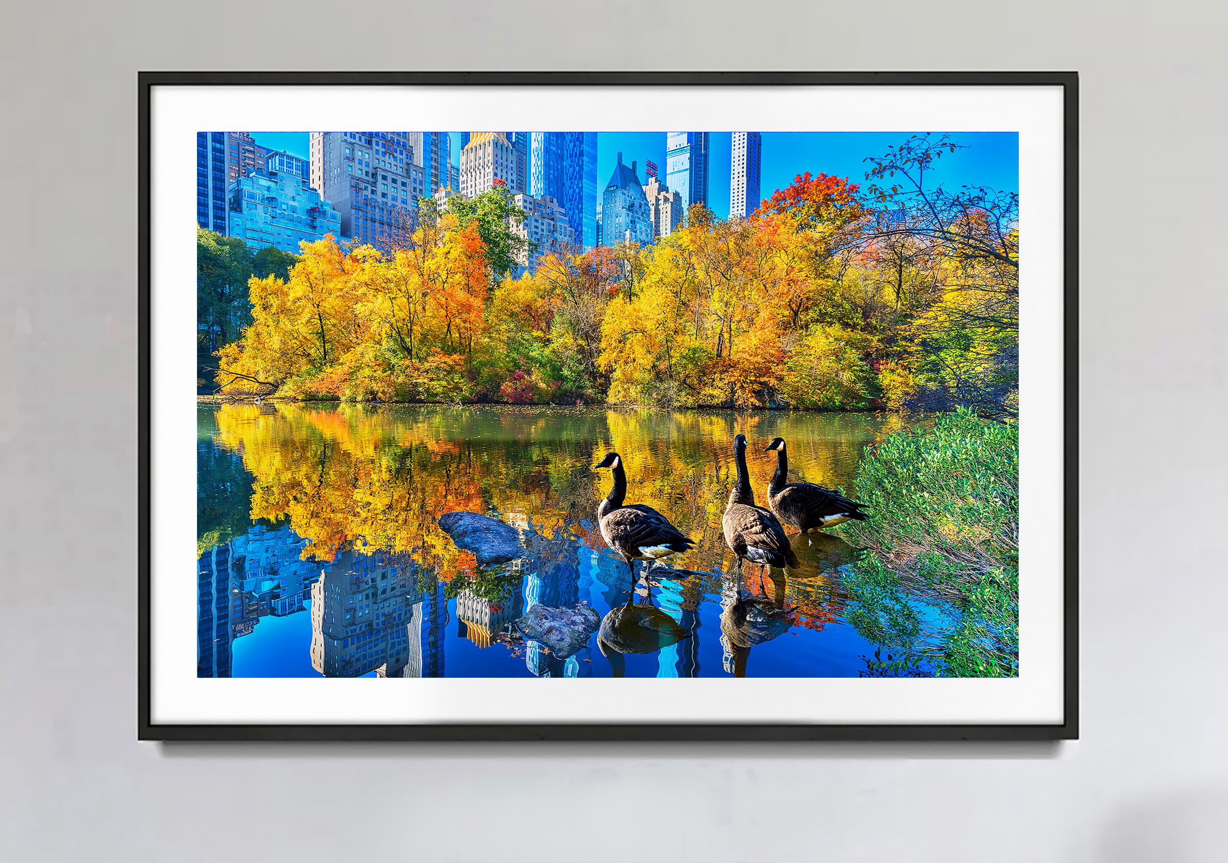 Ducks In Central Park Pond In Autumn - Photograph by Mitchell Funk