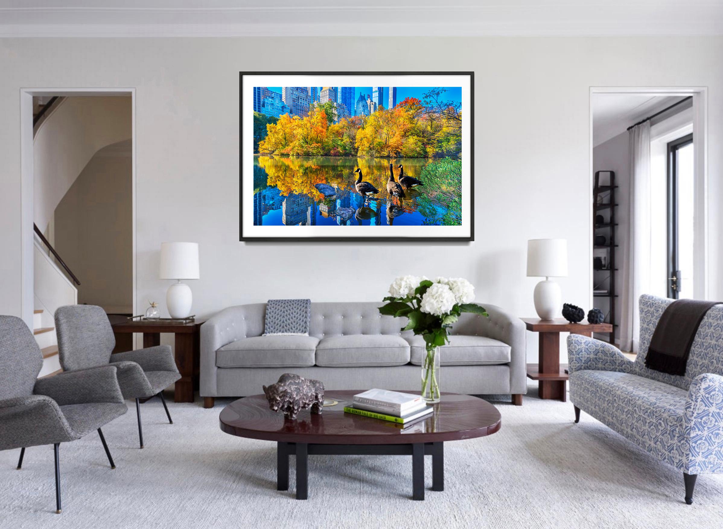 Anatre nello stagno di Central Park in autunno - Photograph Postmoderno di Mitchell Funk