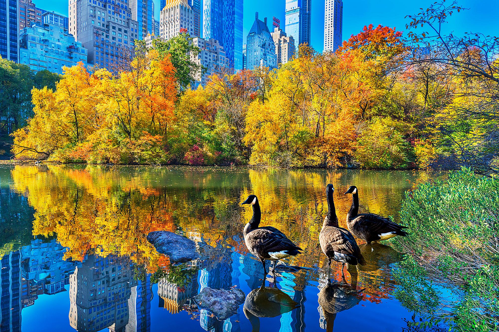 Mitchell Funk Landscape Photograph - Ducks In Central Park Pond In Autumn
