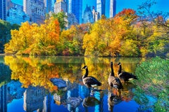 Ducks In Central Park Teich im Herbst