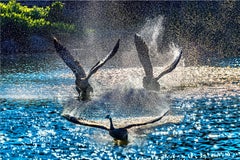 Ducks in Flight with Blue water Droplets