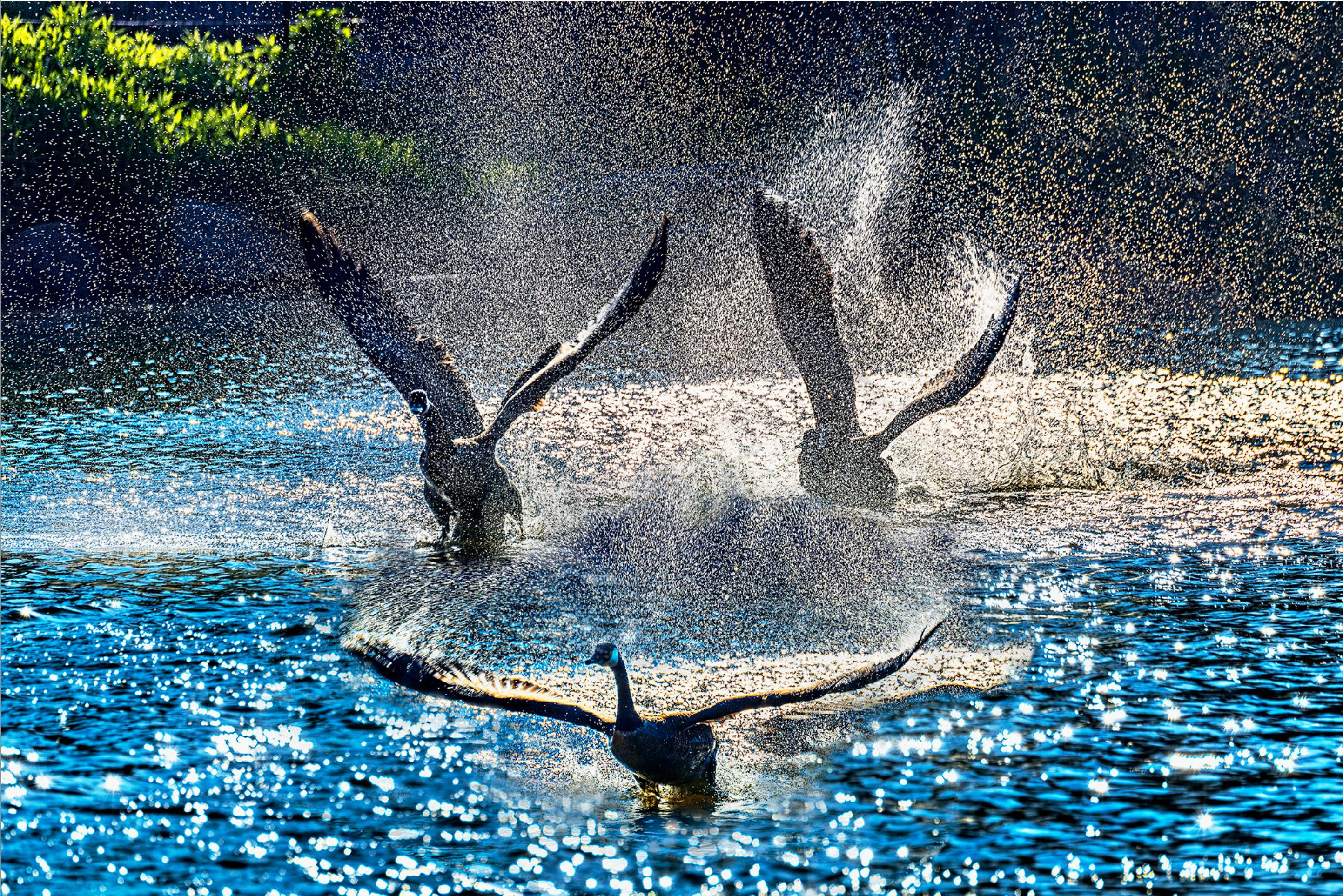 Mitchell Funk Landscape Photograph - Ducks in Flight with Blue water Droplets