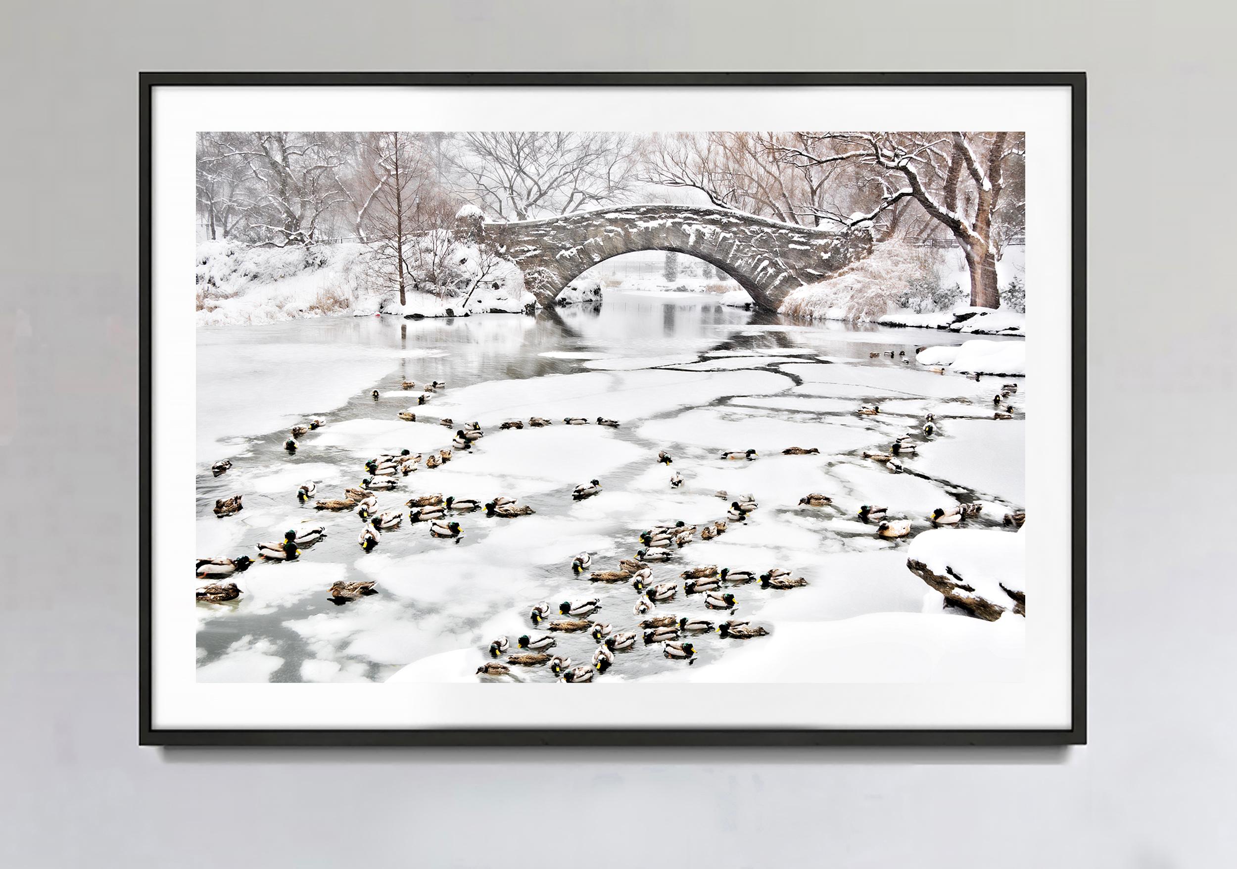 Enten im gefrorenen Teich im verschneiten Central Park, New York City – Photograph von Mitchell Funk