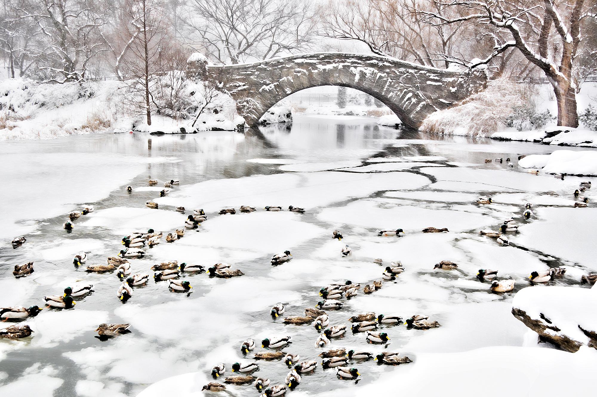 Ducks dans un étang givré dans le parc central enneigé de Snowy, New York