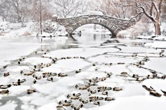 Ducks In Frozen Pond In Schneewittchen Central Park, New York City