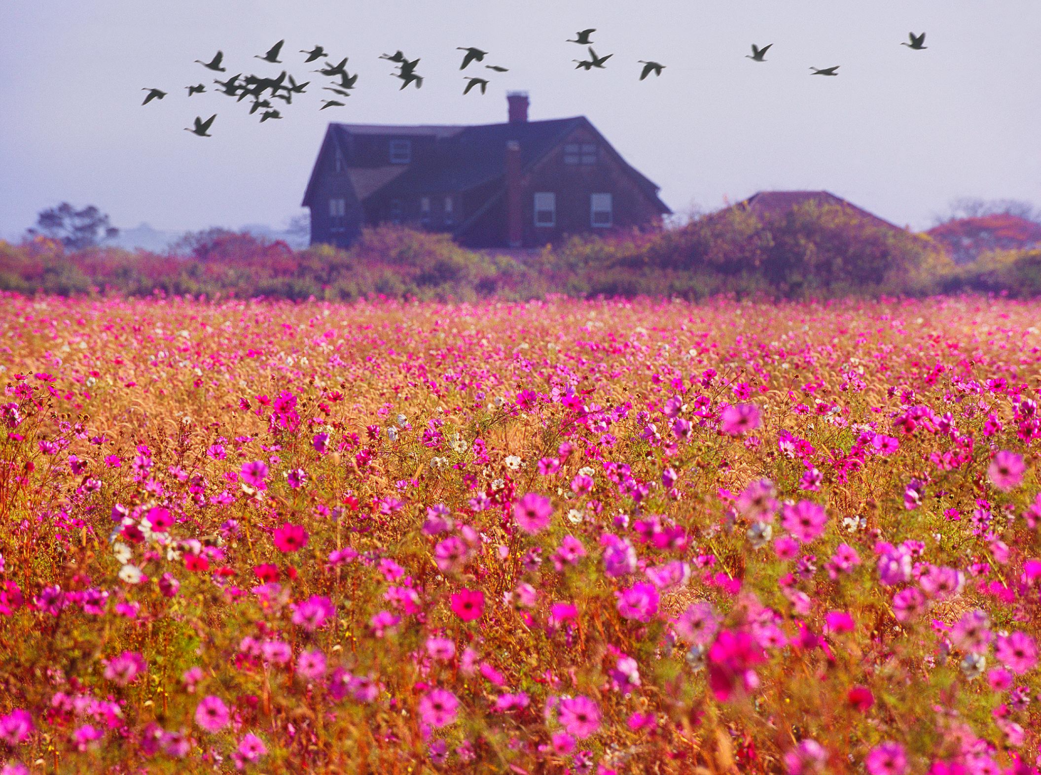 Paysage de l'East Hampton avec champ de fleurs roses et oiseaux migrateurs Monet