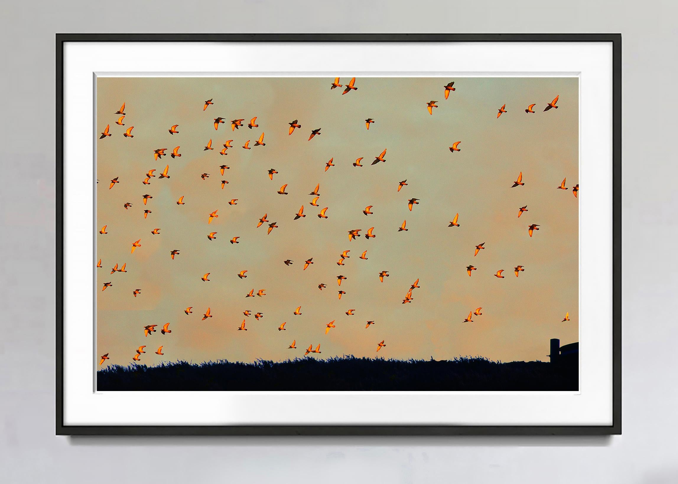 Cielo de East Hampton con bandada de pájaros al atardecer dorado,   Fotografía abstracta - Photograph de Mitchell Funk