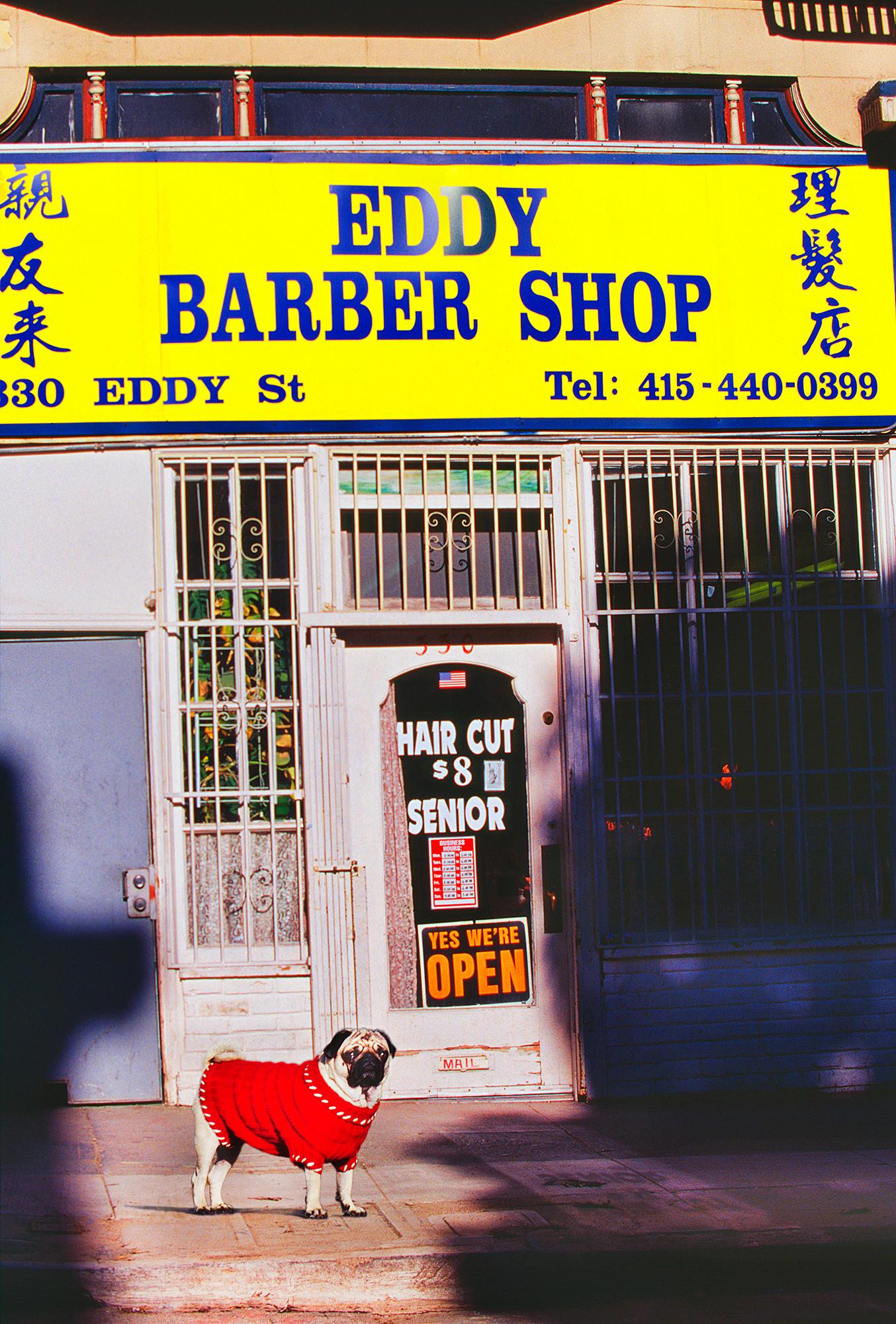 Im Tenderloin, San Francisco, exzentrisches Bulldoggeporträt mit rotem Pullover