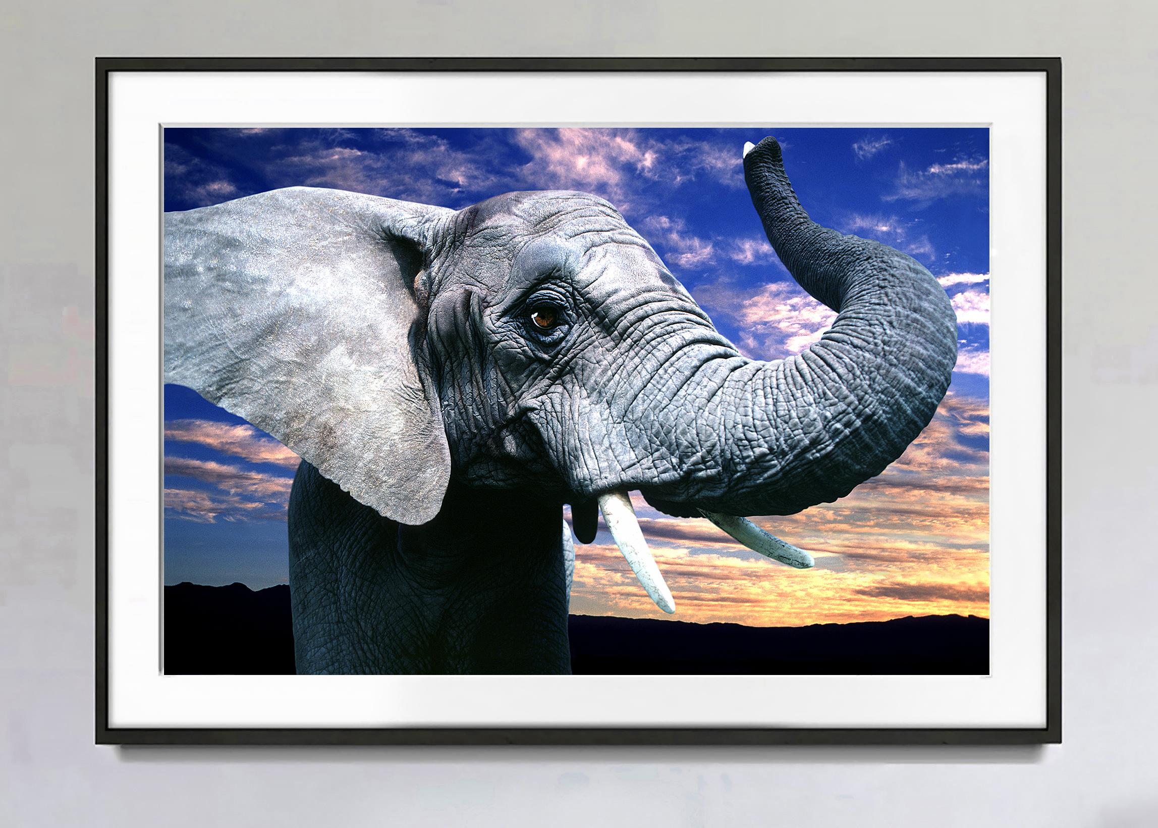 Elfenbeinfarbener Elefant beim Sonnenuntergang mit breitem Winkelobjektiv, Life Magazine – Photograph von Mitchell Funk