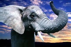Elephant Close Up at Sunset with Wide Angle Lens, Life Magazine