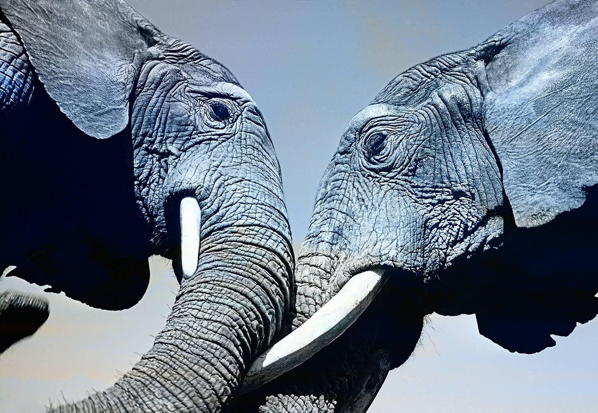 Mitchell Funk Figurative Photograph - Elephants with tusks in Mexico, Life Magazine