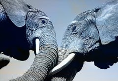 Retro Elephants with tusks in Mexico, Life Magazine