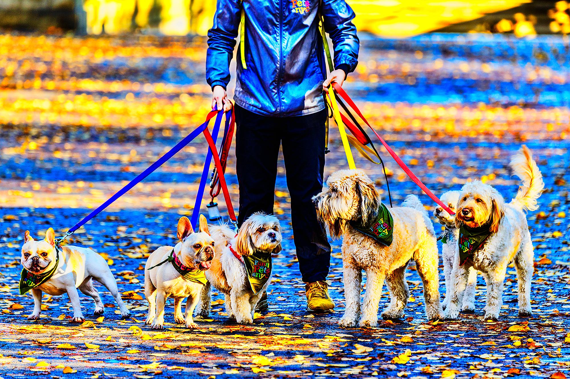 Mitchell Funk Figurative Photograph – Fünf Hunde auf einer Leine, Central Park