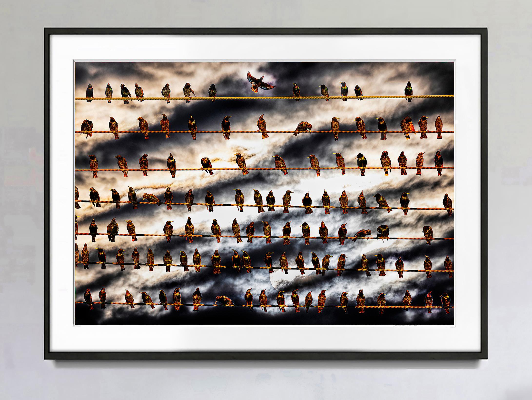 Horloge d'oiseaux sur fil de fer contre des nuages dramatiques du ciel - Surréalisme Photograph par Mitchell Funk