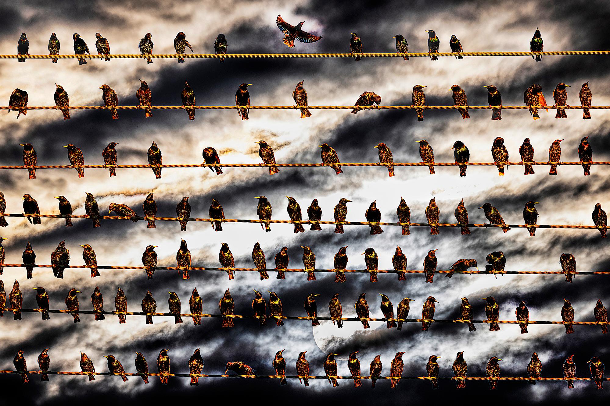 Landscape Photograph Mitchell Funk - Horloge d'oiseaux sur fil de fer contre des nuages dramatiques du ciel