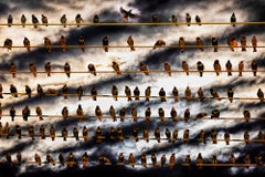 Flock of Birds on Wire Against Dramatic Sky Dramatic Clouds