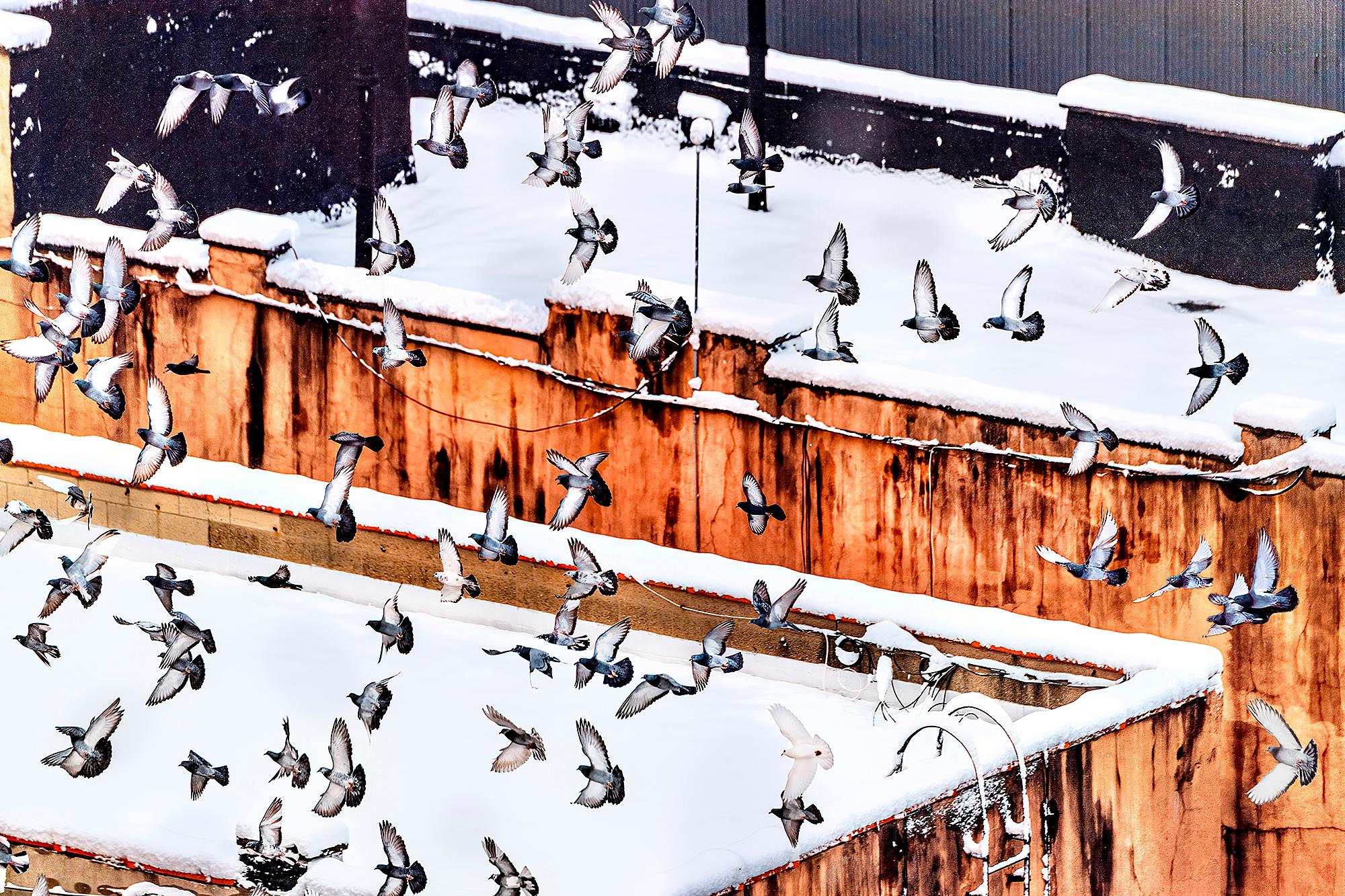 Mitchell Funk Abstract Photograph – Flock of Birds over New York City Rooftops (Abstrakte Fotografie)