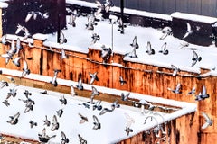 Flock of Birds over New York City Rooftops ( Abstract Photography )