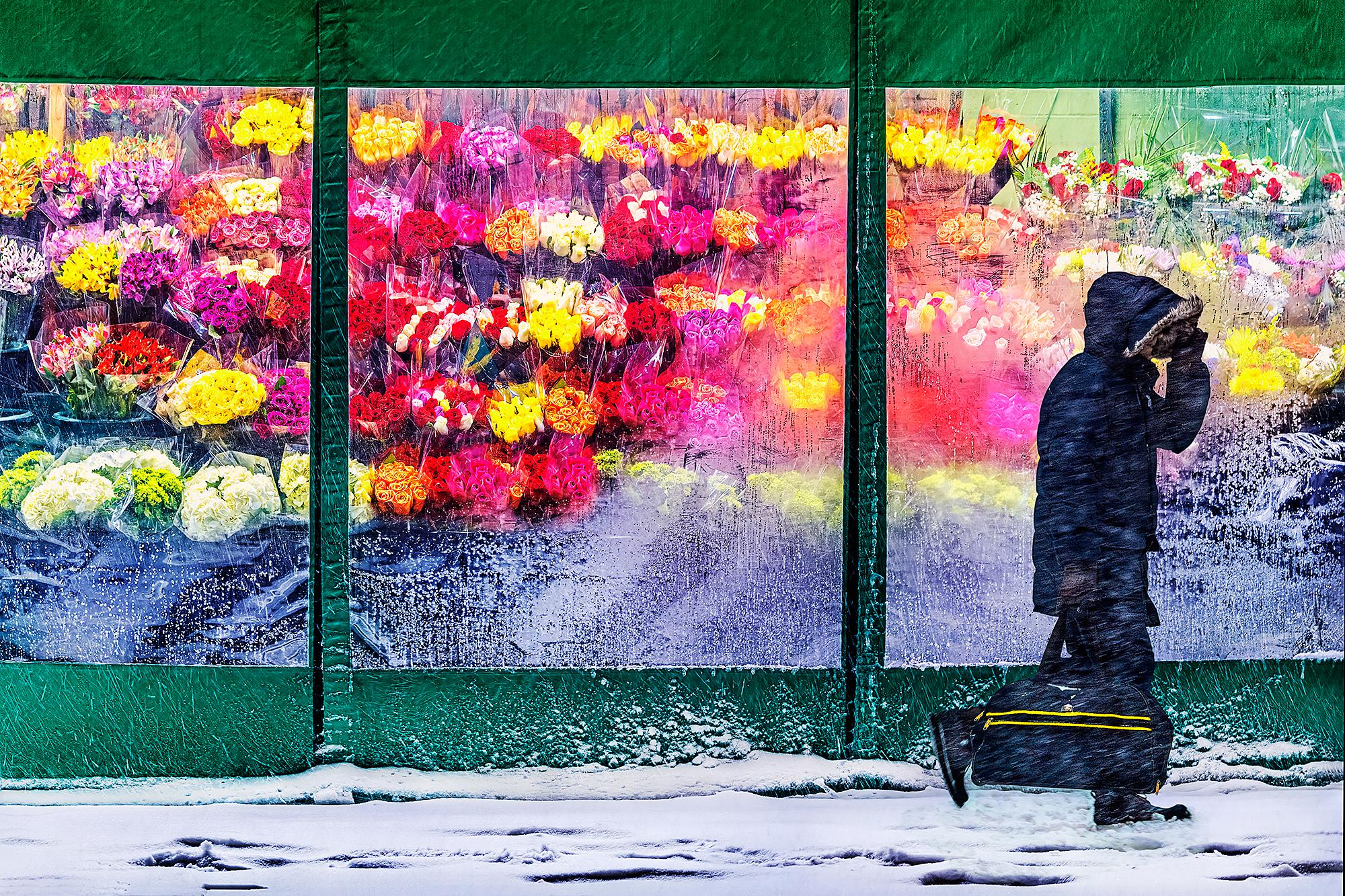 Mitchell Funk Color Photograph - Flowers Melt Snowy New York - Joyful Red Roses on a Blustery Gloomy Day