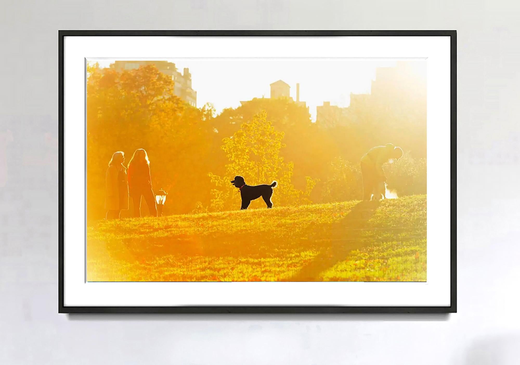 Central Park mit Hahnentritt  - Hund im goldenen Licht – Photograph von Mitchell Funk