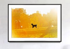 French Poodle Central Park - Dog in Yellow Golden Light, Color Photography