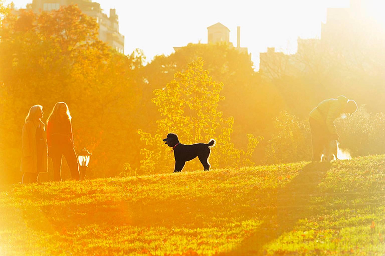 Mitchell Funk Landscape Photograph - French Poodle Central Park  - Dog in Yellow Golden Light,  Color Photography