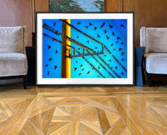 Fun Bird Party in Miami, blaues Himmels-Goldenes Licht. Nature Fotografie