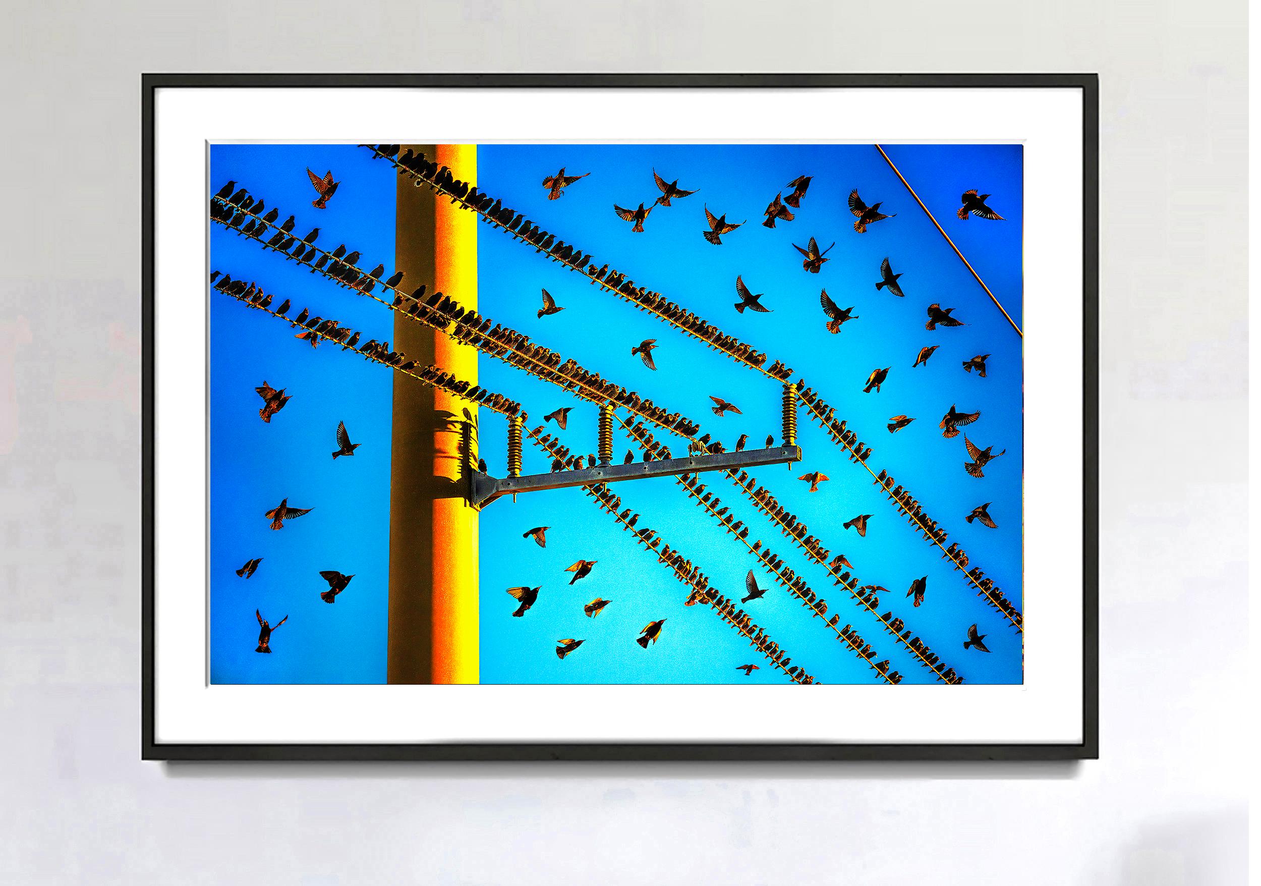 Fun Bird Party à Miami, Blue Sky Golden Light.  Photographie de nature en vente 2