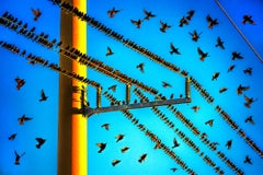 Fun Bird Party in Miami, Blue Sky Golden Light.  Nature Photography
