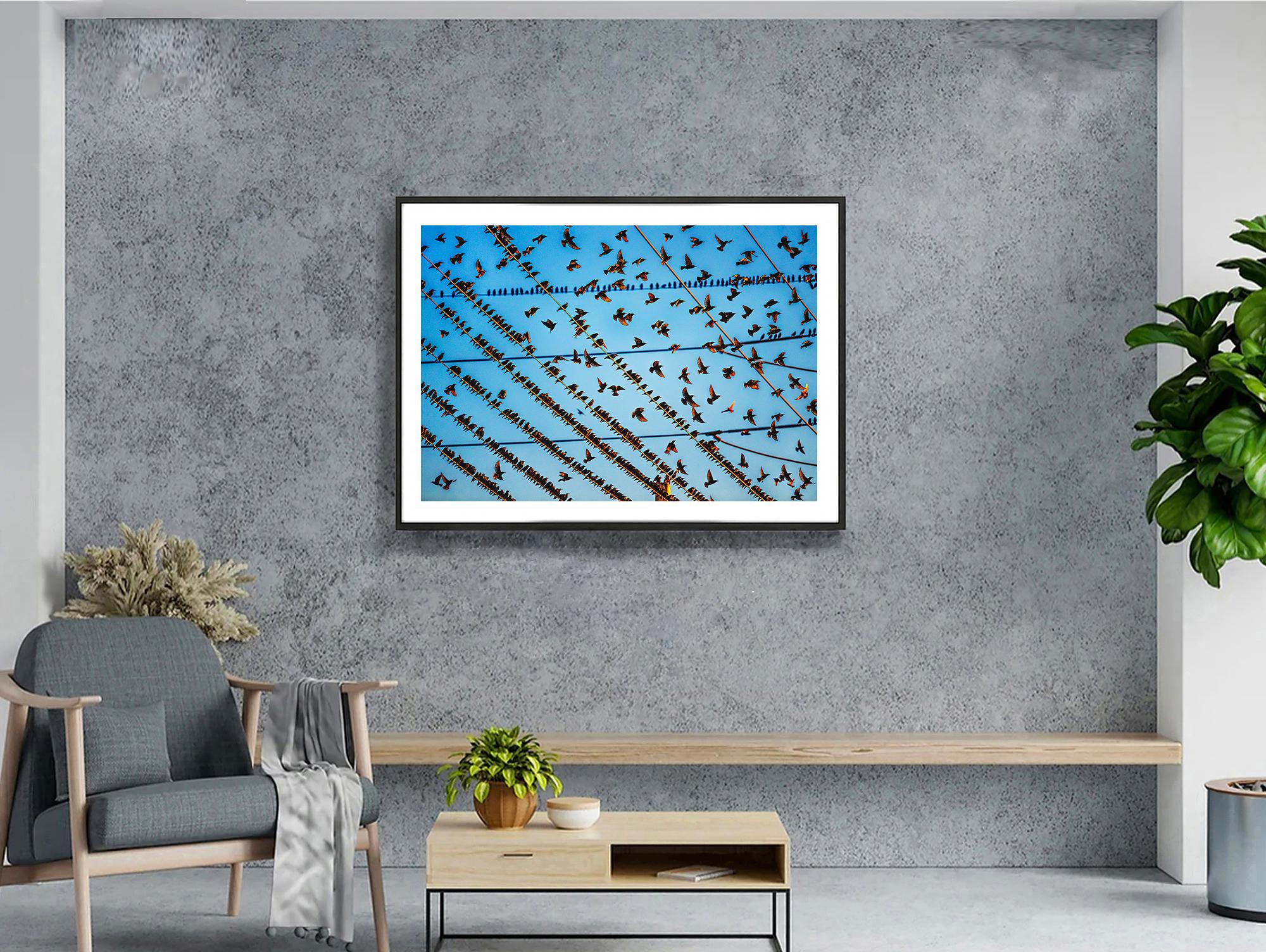 Gathering of Birds auf Draht In Miami – Photograph von Mitchell Funk