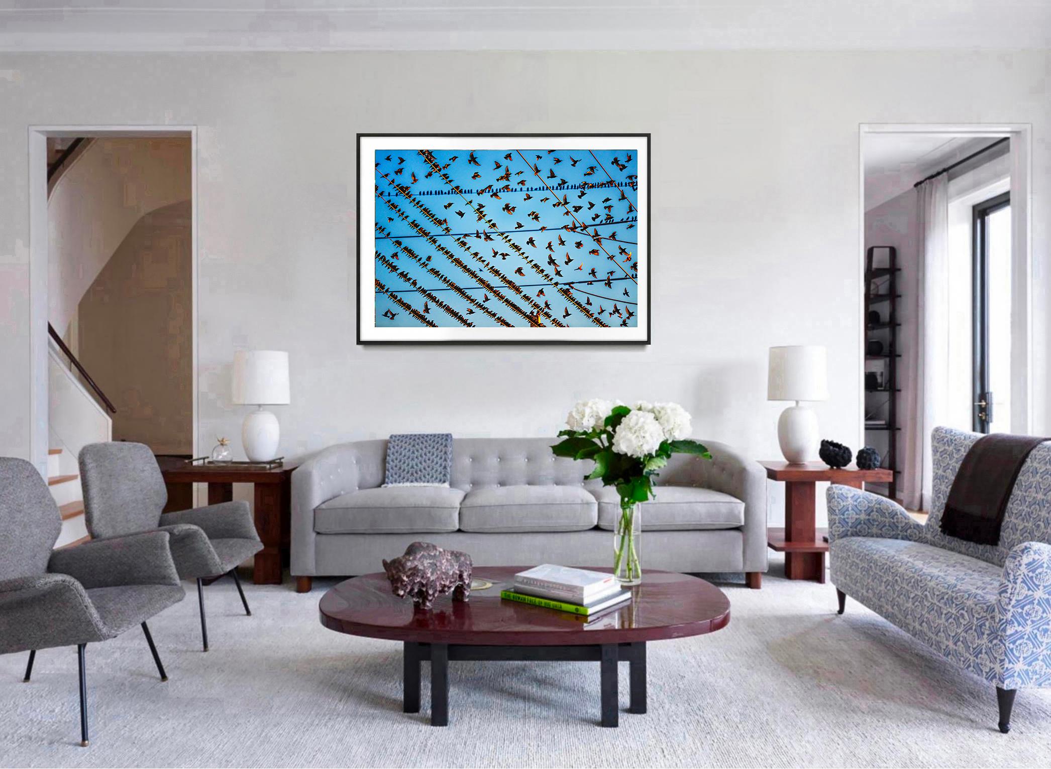 Gathering of Birds auf Draht In Miami (Zeitgenössisch), Photograph, von Mitchell Funk