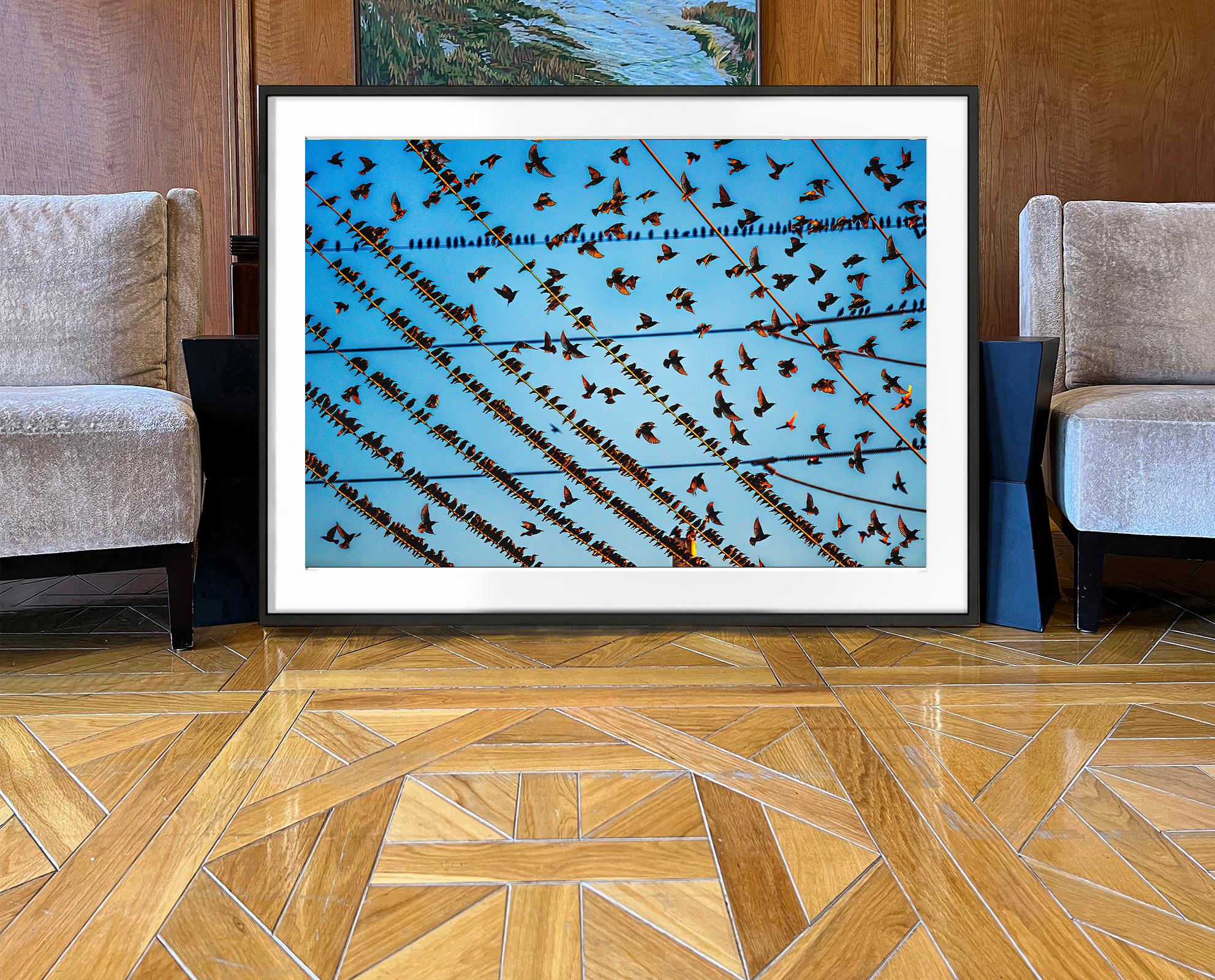 Gathering of Birds auf Draht In Miami (Blau), Color Photograph, von Mitchell Funk