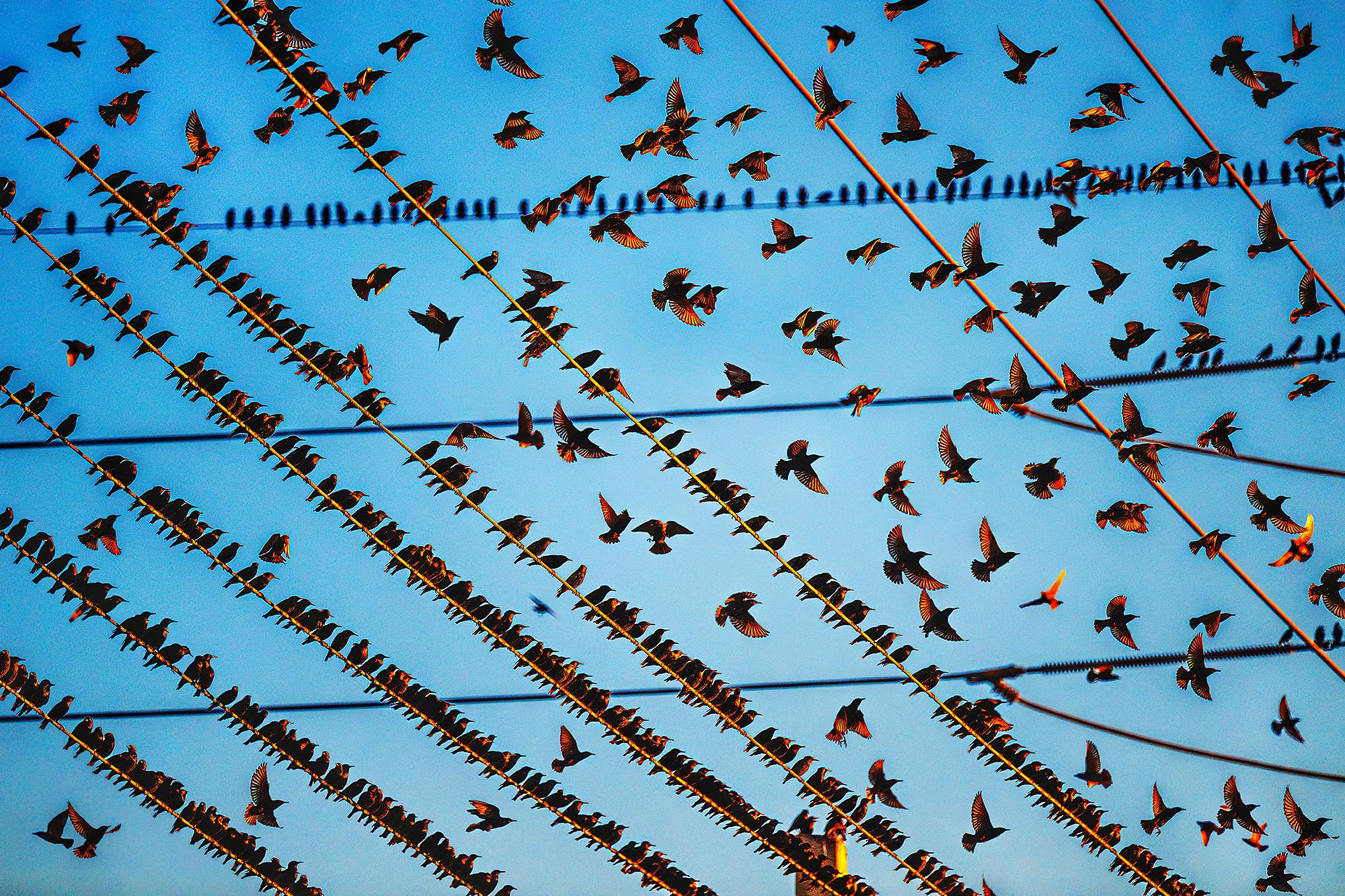 Mitchell Funk Color Photograph – Gathering of Birds auf Draht In Miami