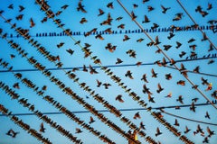Gathering of Birds on Wires In Miami