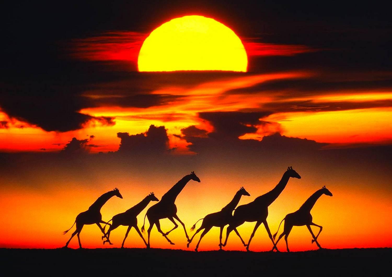 savanna africaine, girafes au coucher du soleil 