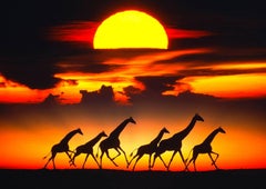 African savanna, Giraffes at Sunset 