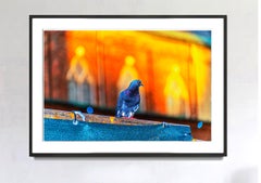 " Ciao. Io sono un piccione" -  Facciata dorata con piccione dagli occhi rossi a Manhattan