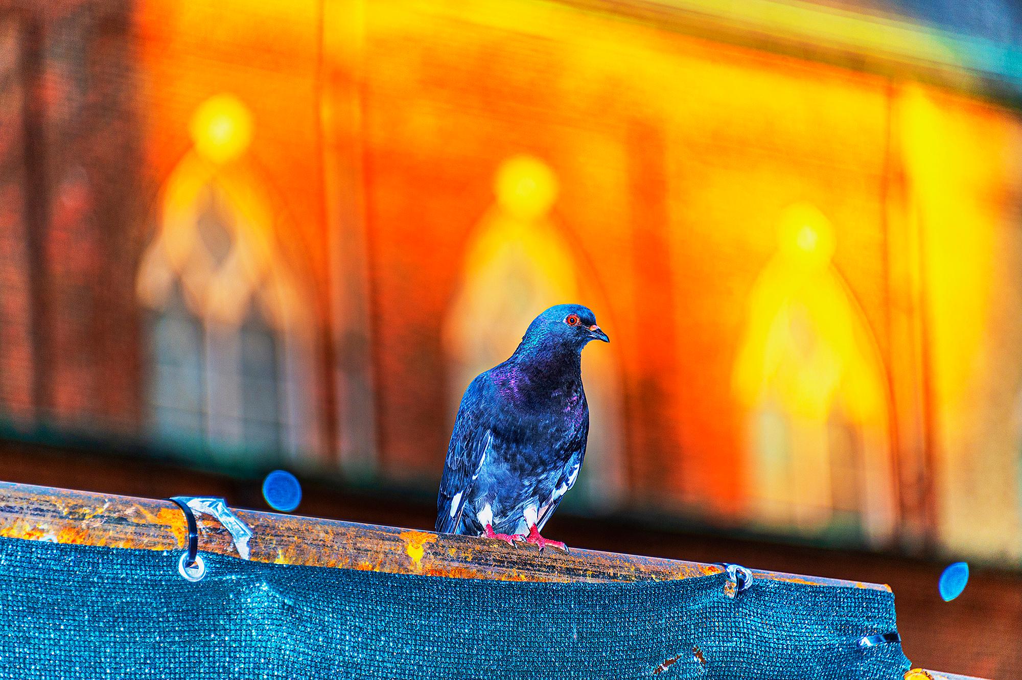 Mitchell Funk Portrait Photograph - " Hello. I'm a Pigeon" -  Golden Facade with Red Eye Pigeon in Manhattan 