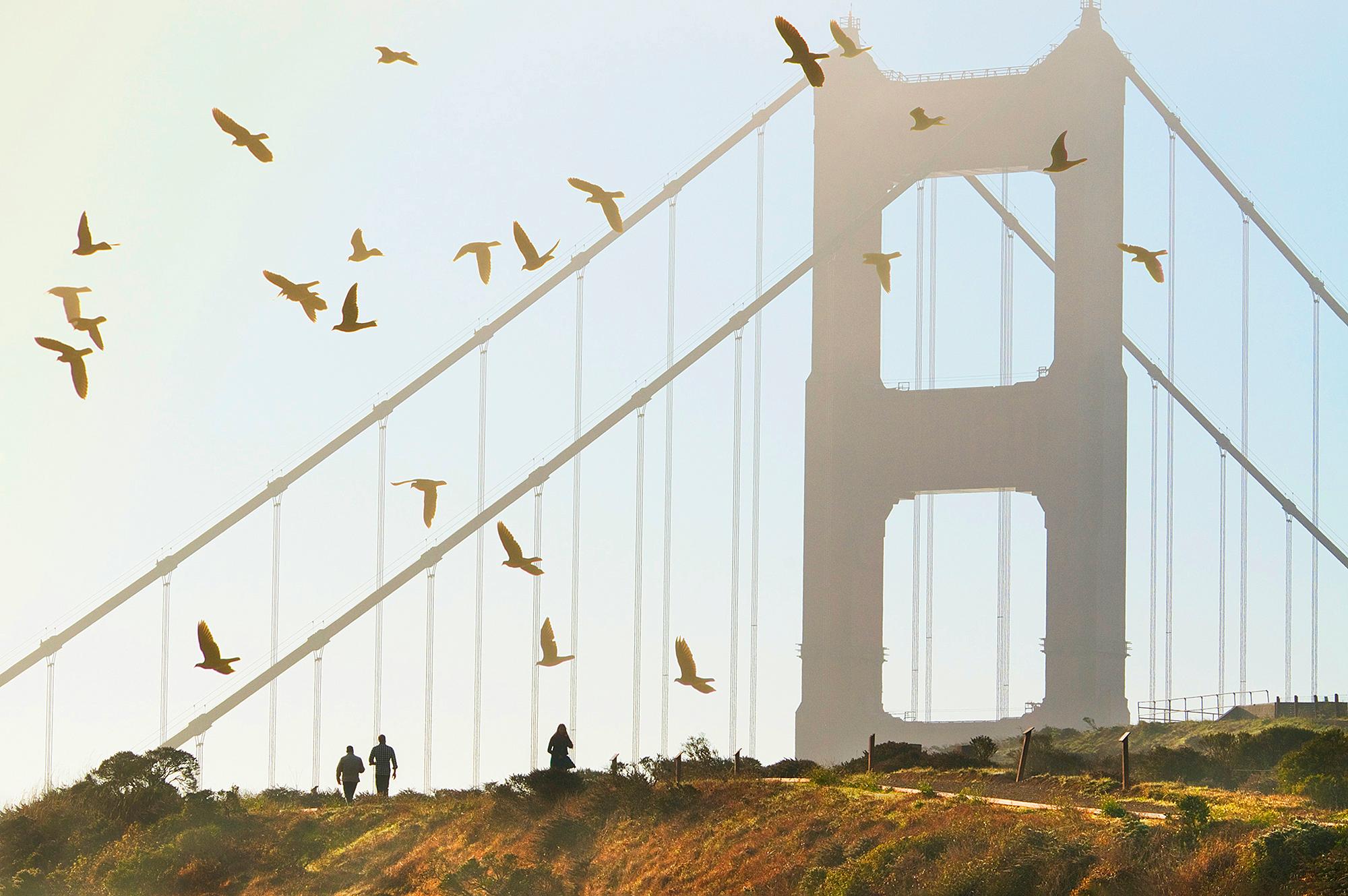 Color Photograph de Mitchell Funk - Puente Golden Gate con pájaros en monocromo San Francisco