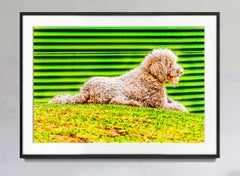 Green Dog, Animal Photography by Mitchell Funk