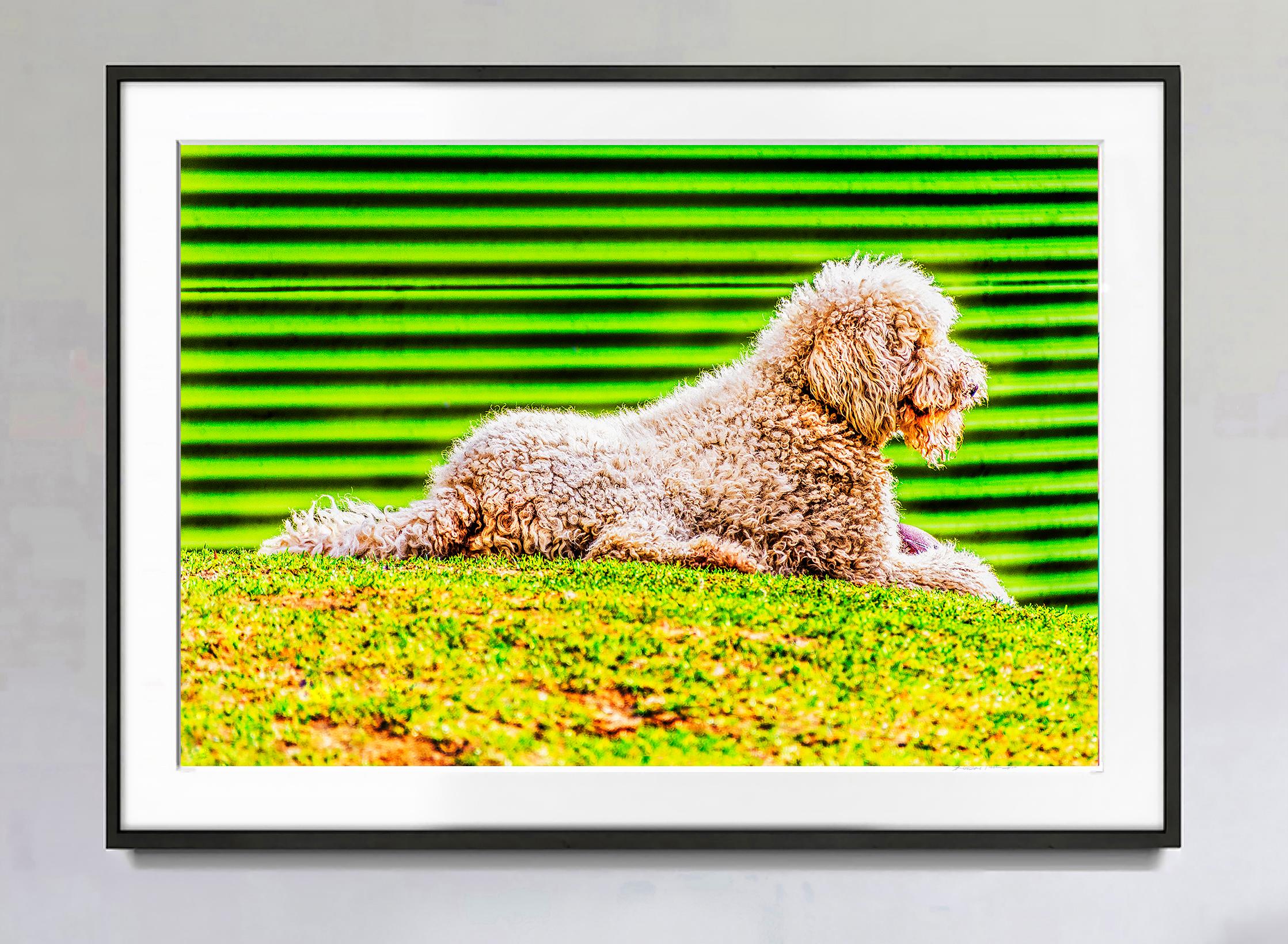 Grüner grüner Hund Gelber Hund, Tierfotografie von Mitchell Funk im Angebot 1