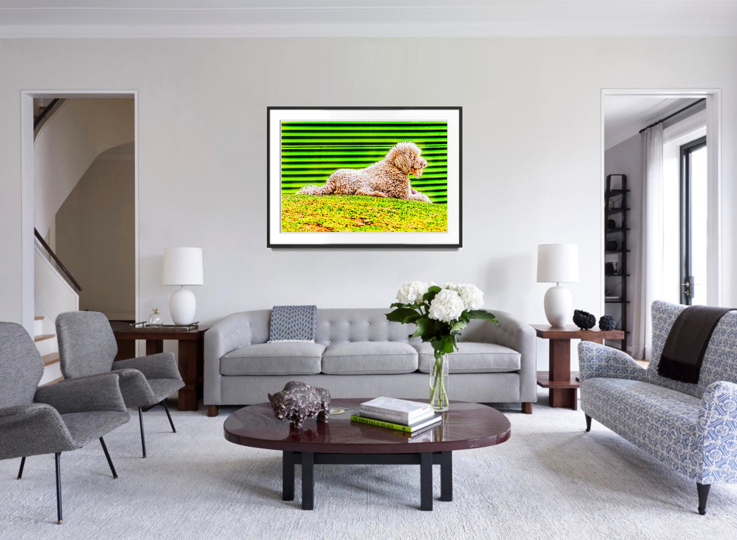 Green Dog is photographed so that it is representational and abstract at the same time.  The photograph is signed dated, numbered, 3/15  lower right, another size available. Unframed, printed later  Printed on Hahnemühle Fine Art paper 
The