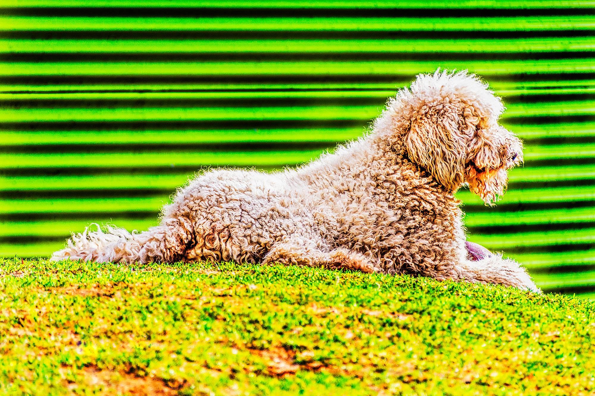 Grüner grüner Hund Gelber Hund, Tierfotografie von Mitchell Funk