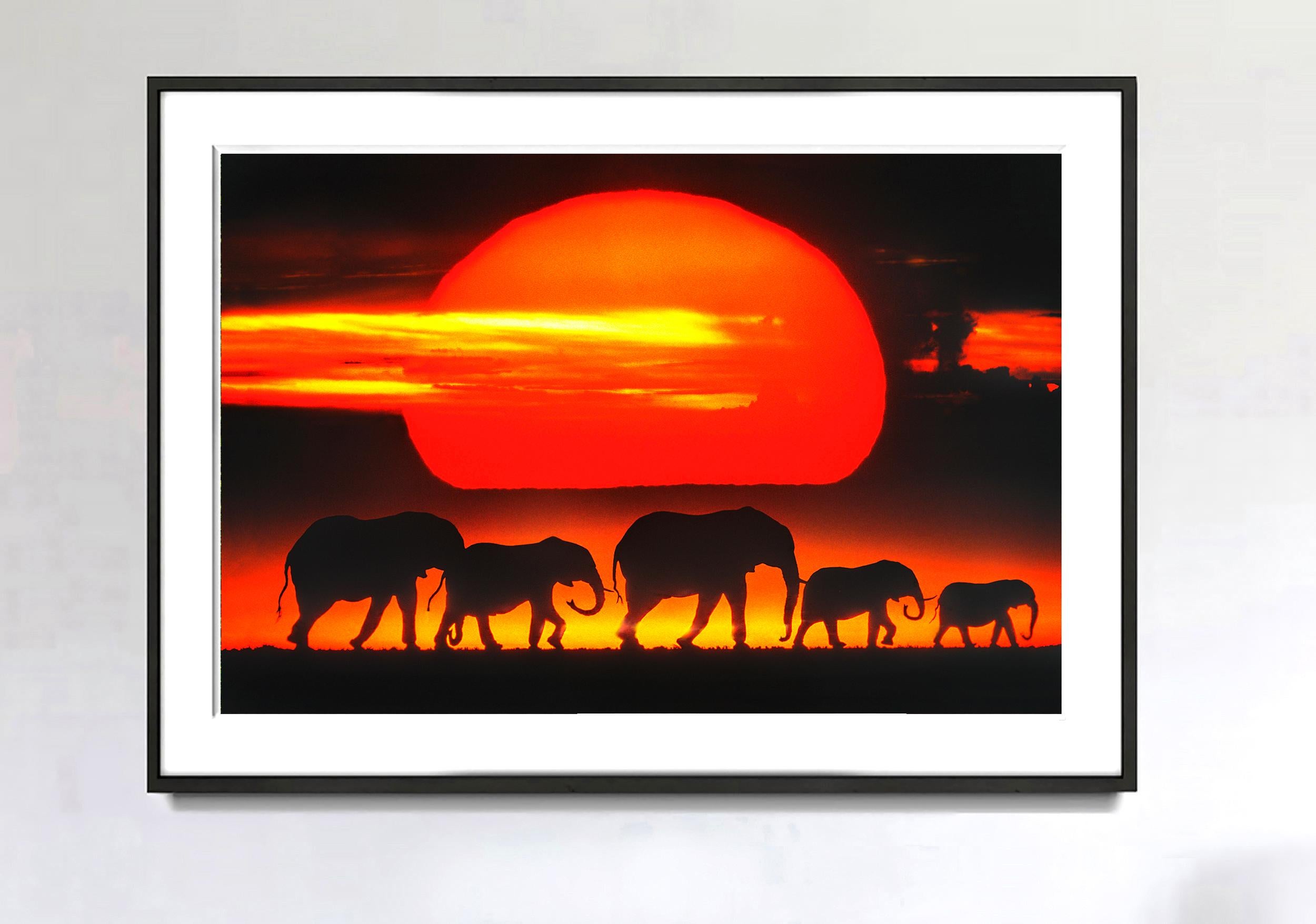 Heard von Elefanten auf afrikanischem Plane bei Sonnenuntergang – Photograph von Mitchell Funk
