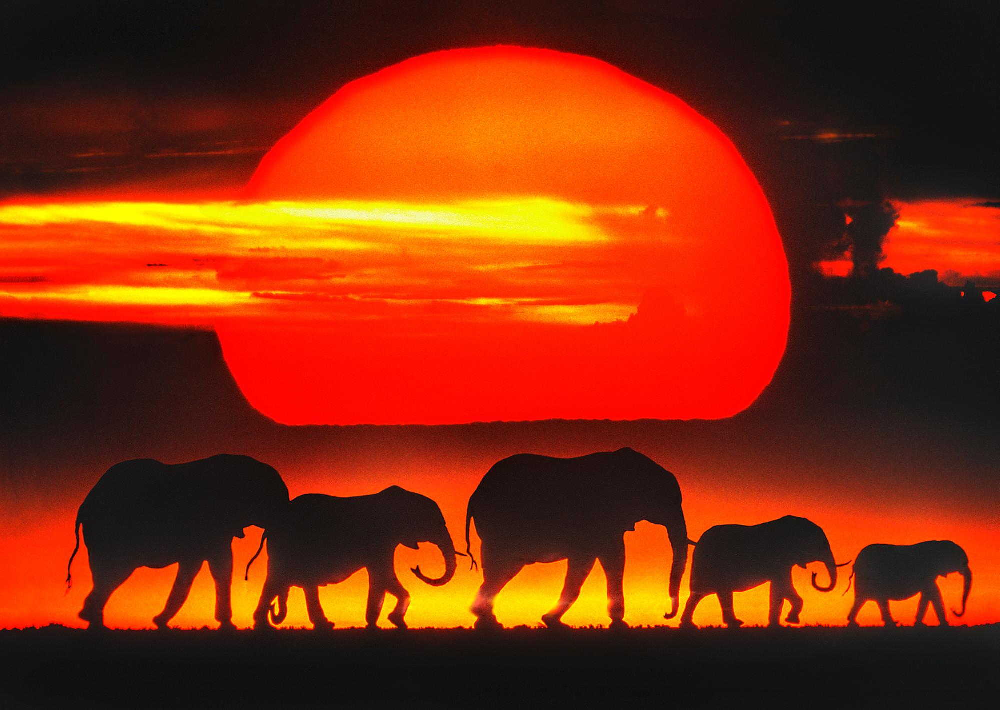 Mitchell Funk Landscape Photograph - Heard of Elephants on African Plane at Sunset