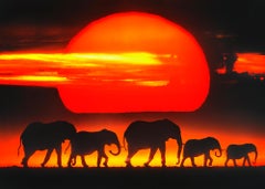 Heard of Elephants on African Plane at Sunset