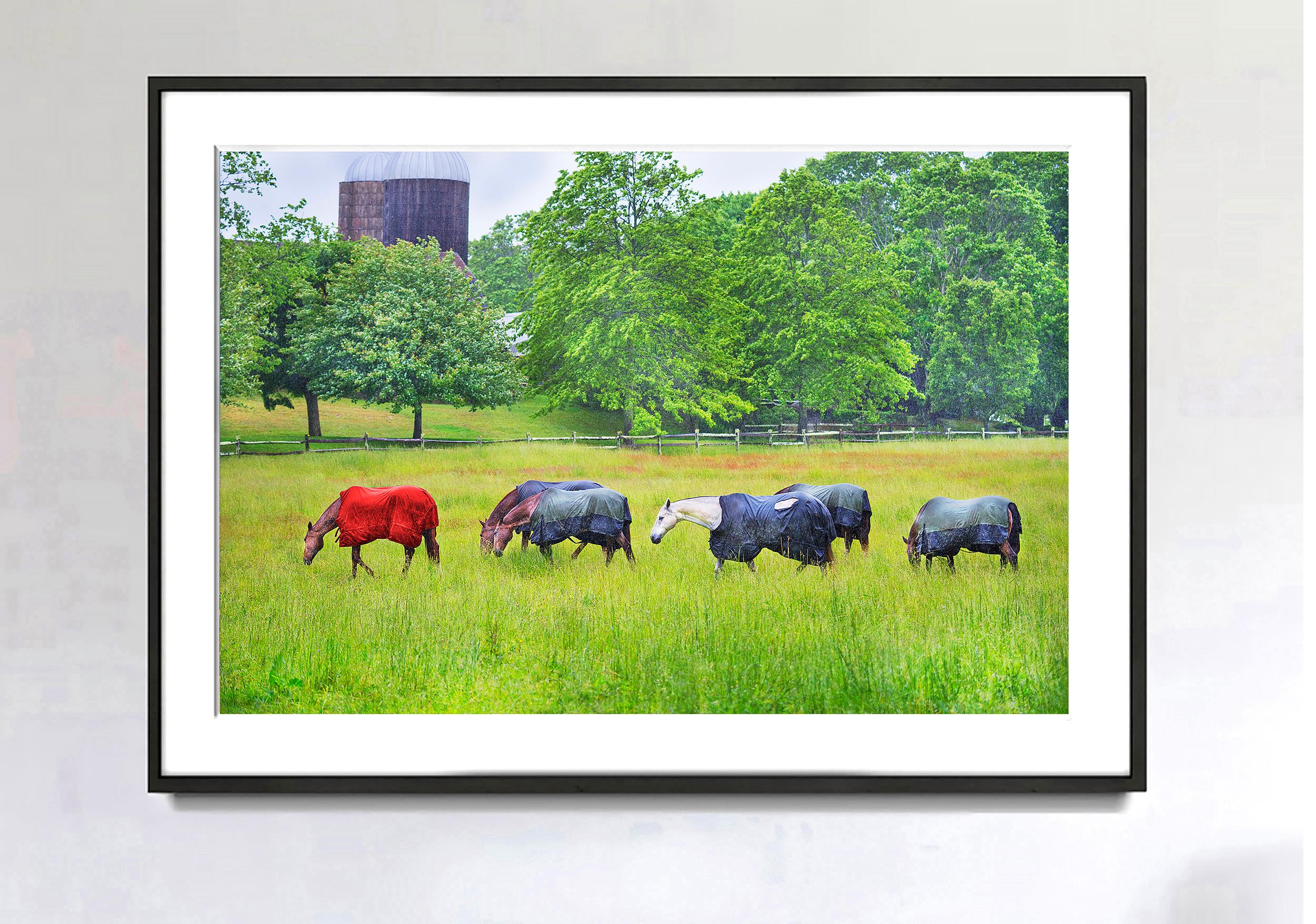 Pferde, East Hampton – Photograph von Mitchell Funk