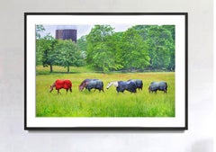 Caballos, East Hampton