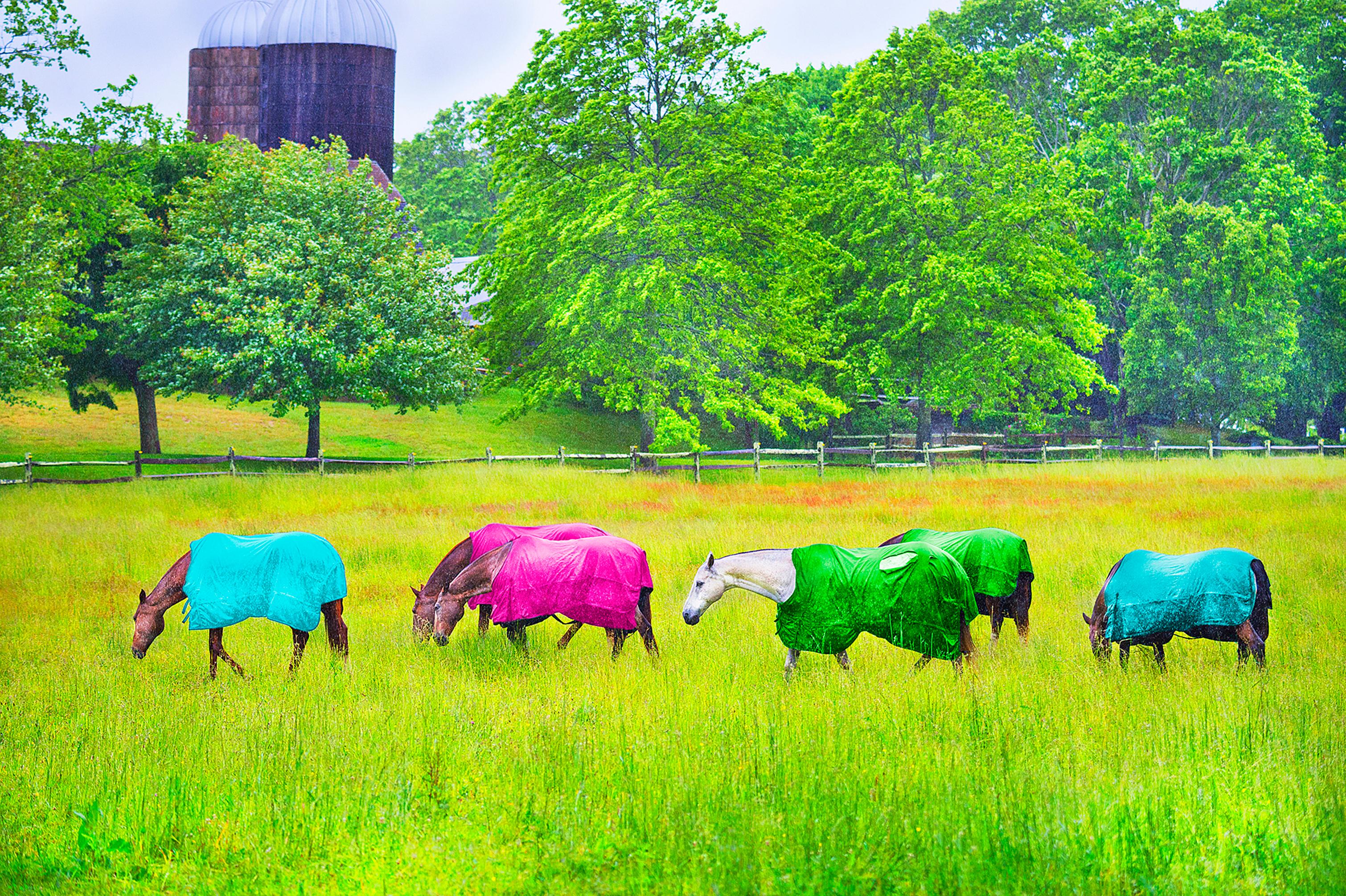 Caballos pastando en un prado con pelajes de colores, impresión artística en color, edición n.º 3/15